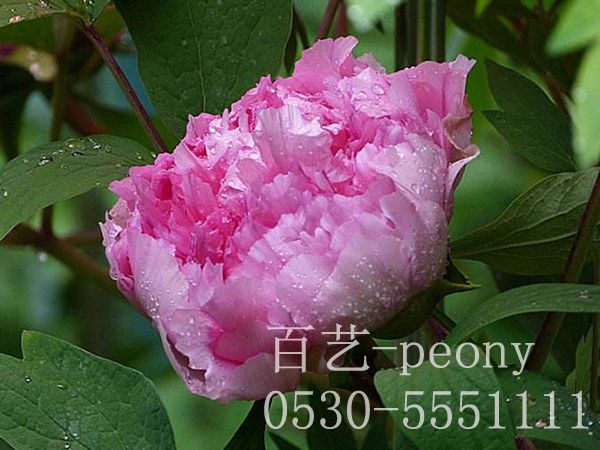紫氣東來