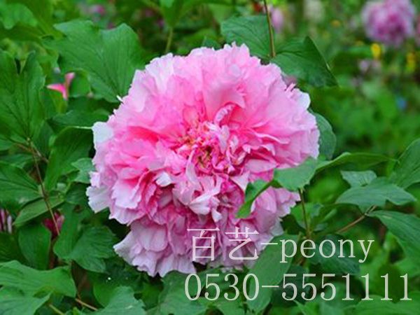 天姿國色