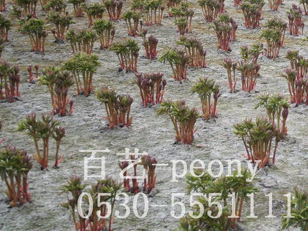切花芍藥9周生長過程4
