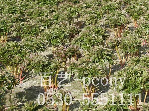 切花芍藥9周生長(zhǎng)過程5