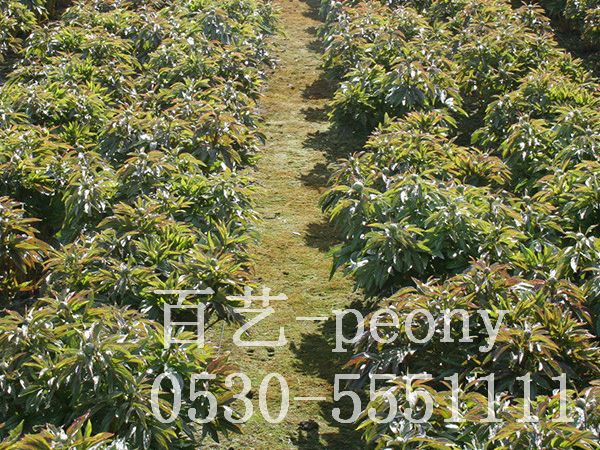 切花芍藥9周生長過程6