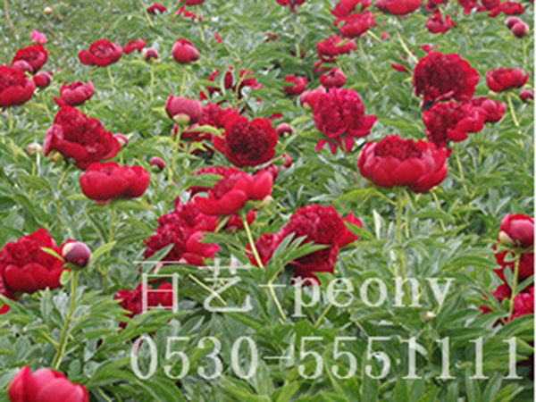 基地進(jìn)口芍藥紅色魅力