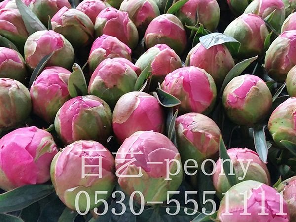 進口品種切花