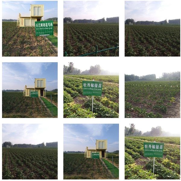 百藝公司切花基地