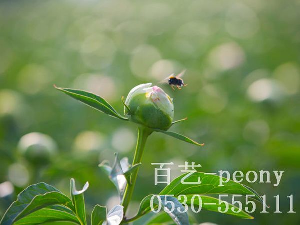 靜待花開