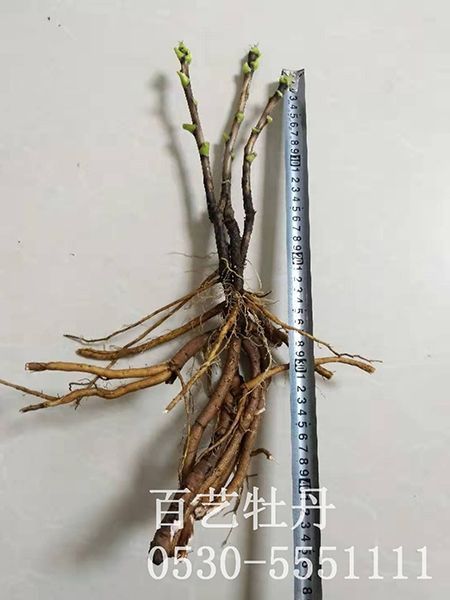夏季牡丹苗管理時要注意哪些事項