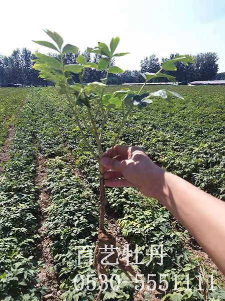牡丹要如何進行修剪