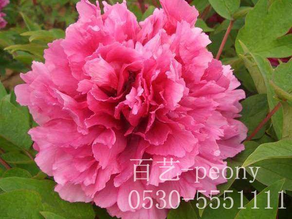 牡丹籽播種時(shí)要注意哪些哪些事項(xiàng)