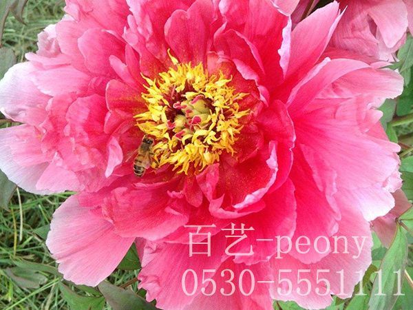 牡丹苗嫁接時有哪些技巧